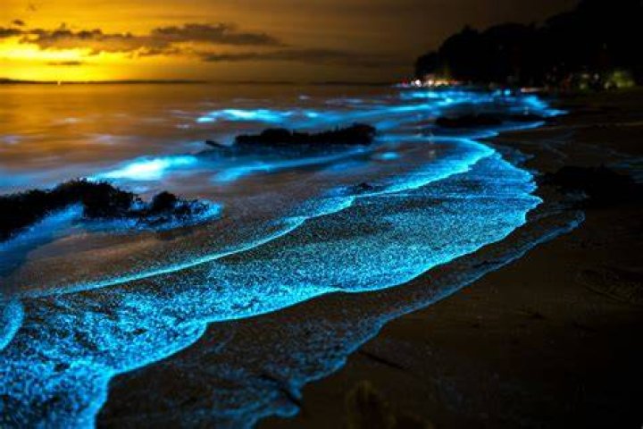 Algae Beach