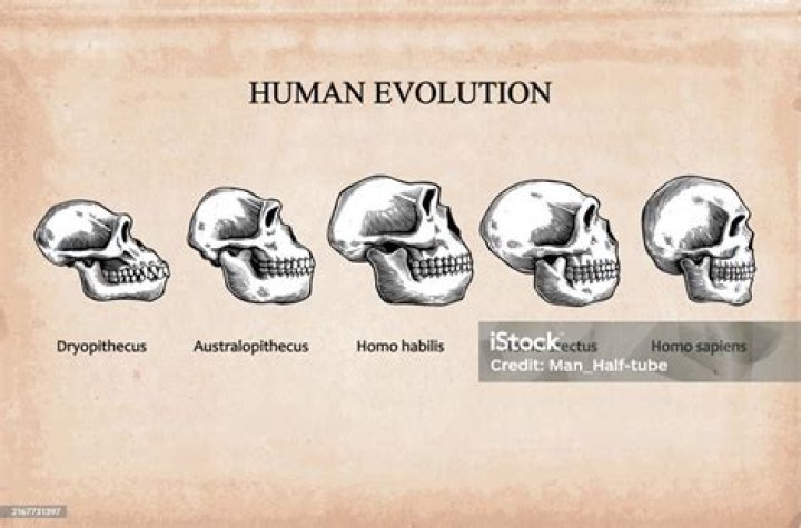 Ancient Human Skull Share