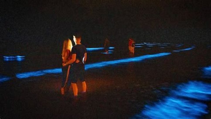 Bioluminescence People