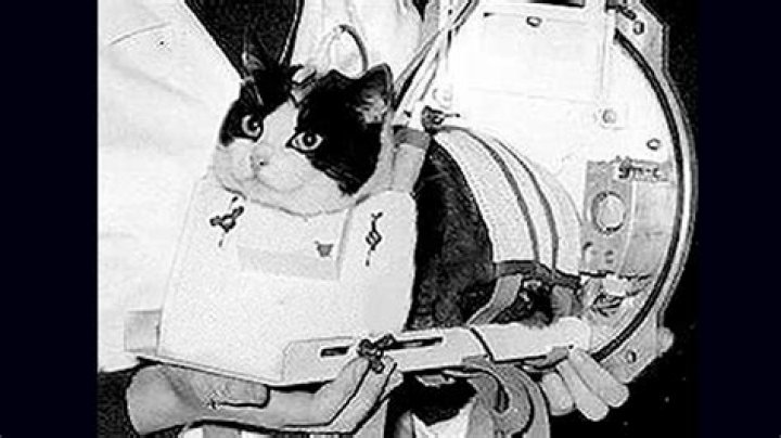 Cat Sent To Space