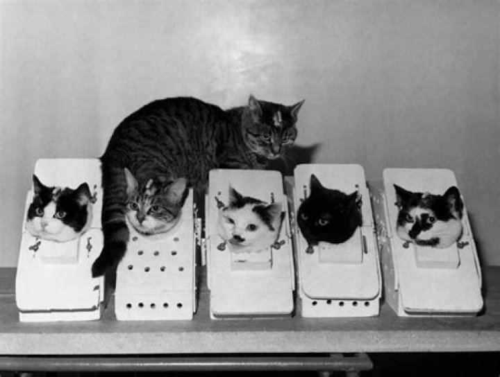 Cerma Space Cats