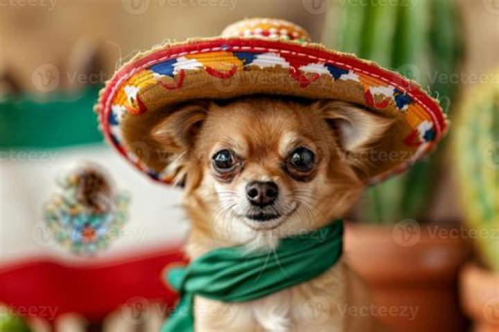 Chihuahua Cinco De Mayo