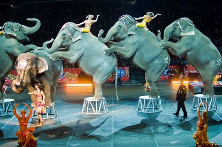 Circus Elephants