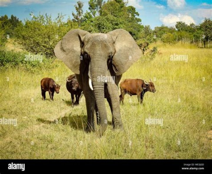 Elephant With One Tusk