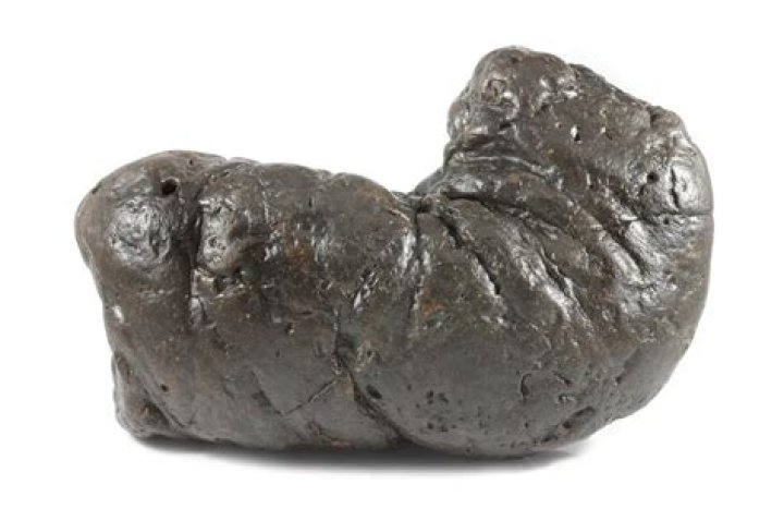 Fossilized Poop