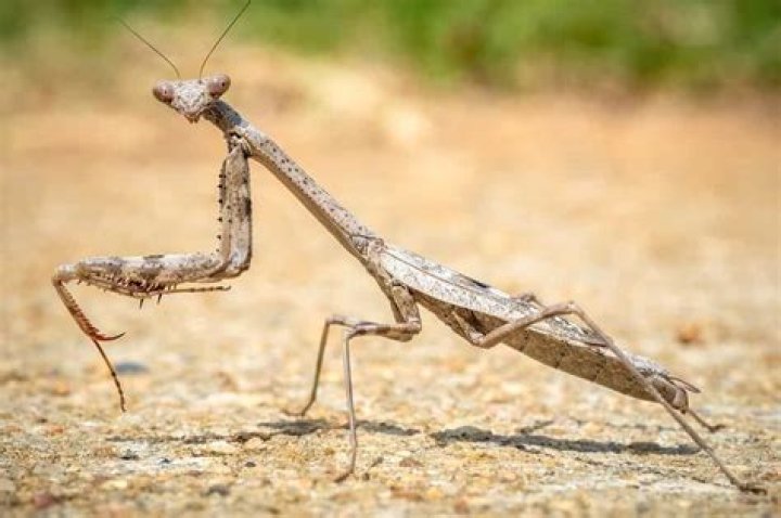 Is killing a praying mantis illegal? - Celebrity.tn