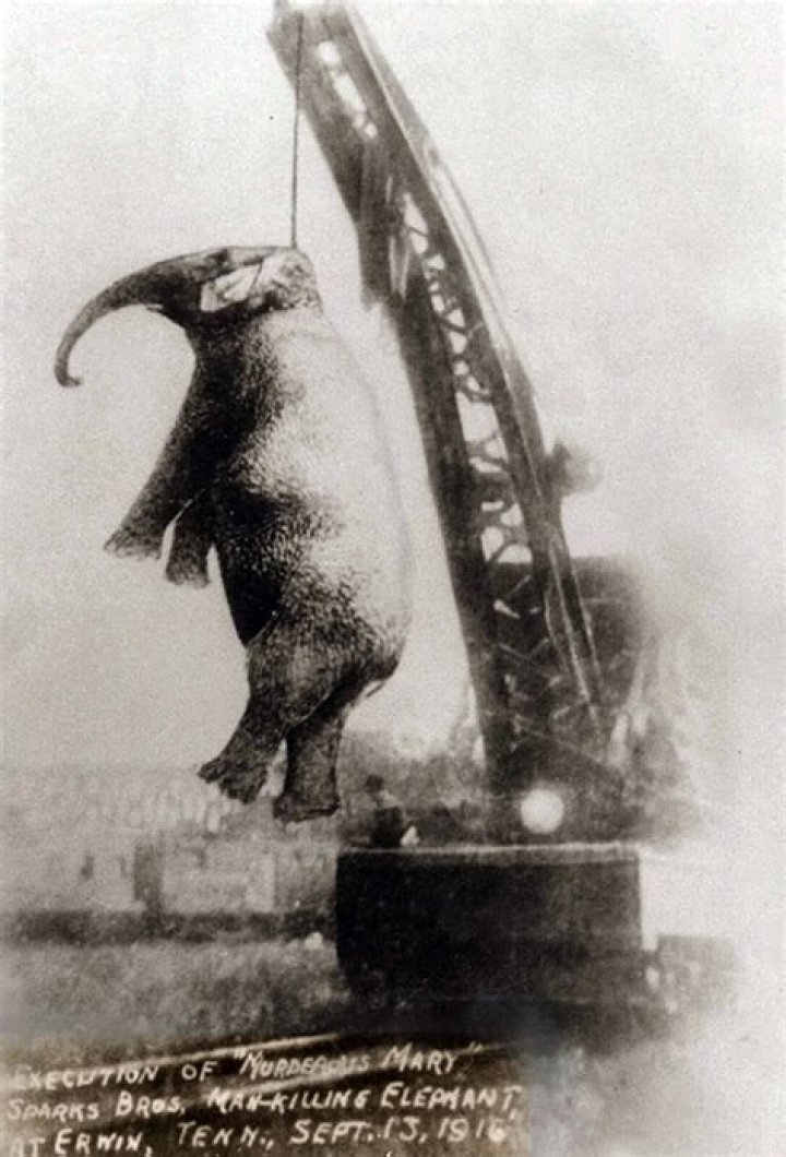 Mary The Elephant Hanging