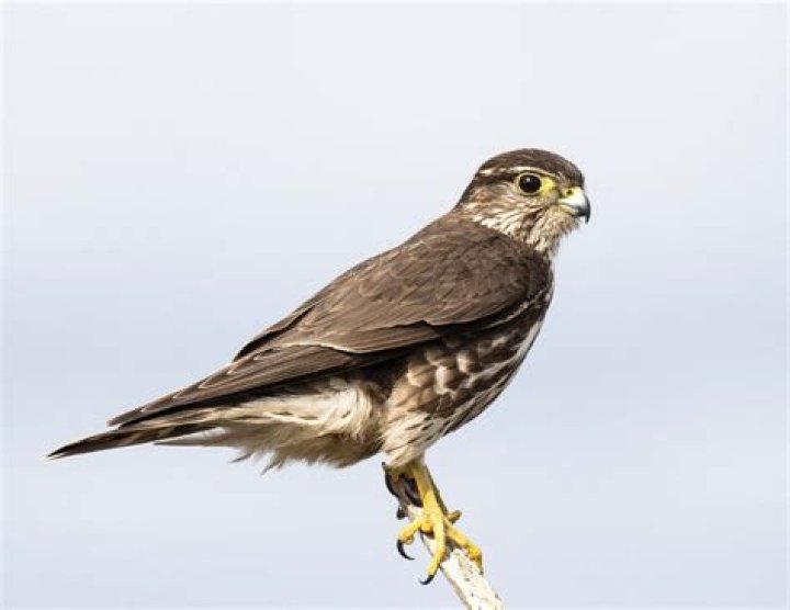 Merlin