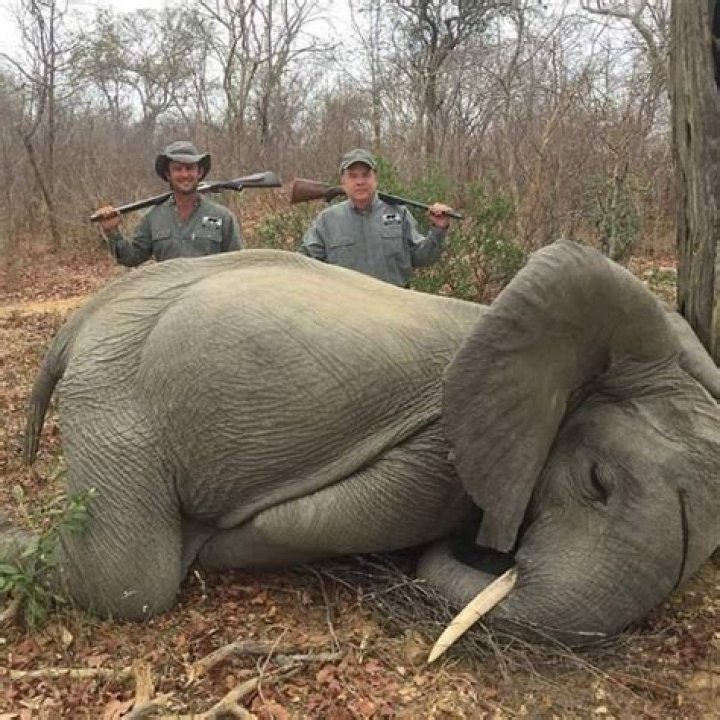 Mike Jines With Dead Elephant