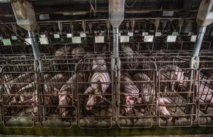 Pigs Confined In Cages