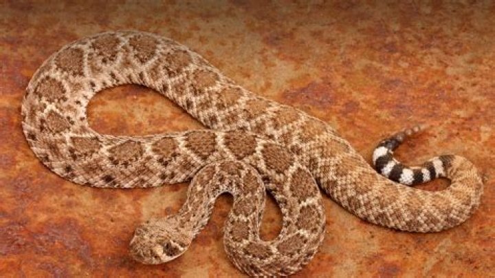 Rattlesnake