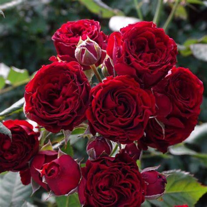 Red Roses