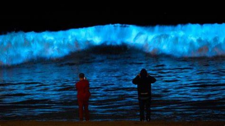 Red Tide Bioluminescence