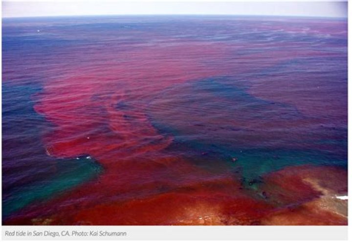 Red Tide In California