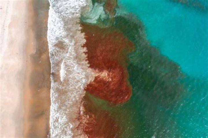 Red Tide Waves