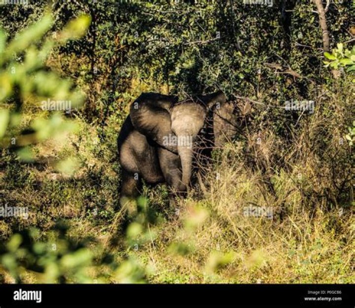 Young Elephant In Zimbabwe